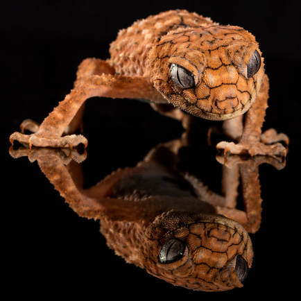 Australian gecko looking at his reflection in a table-top